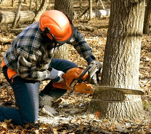 Tree Removal in Walnut, KS